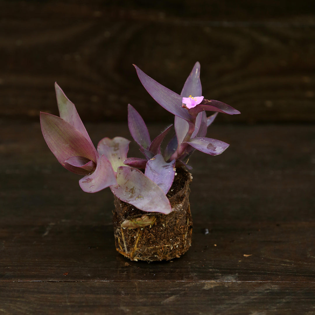 Setcreasea pallida ~ Monrovia® Purple Heart-ServeScape