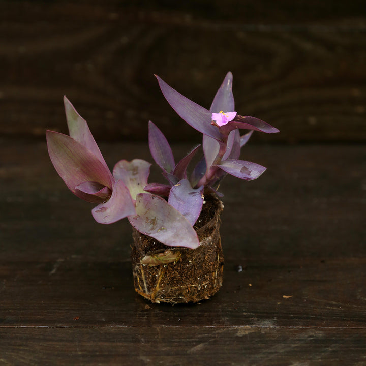 Setcreasea pallida ~ Monrovia® Purple Heart-ServeScape