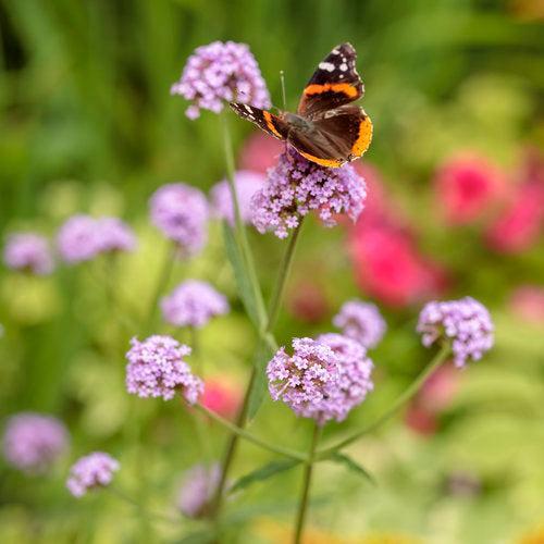 Verbena bonariensis 'INVEBPUTOW' ~ PW® Meteor Shower® Verbena-ServeScape