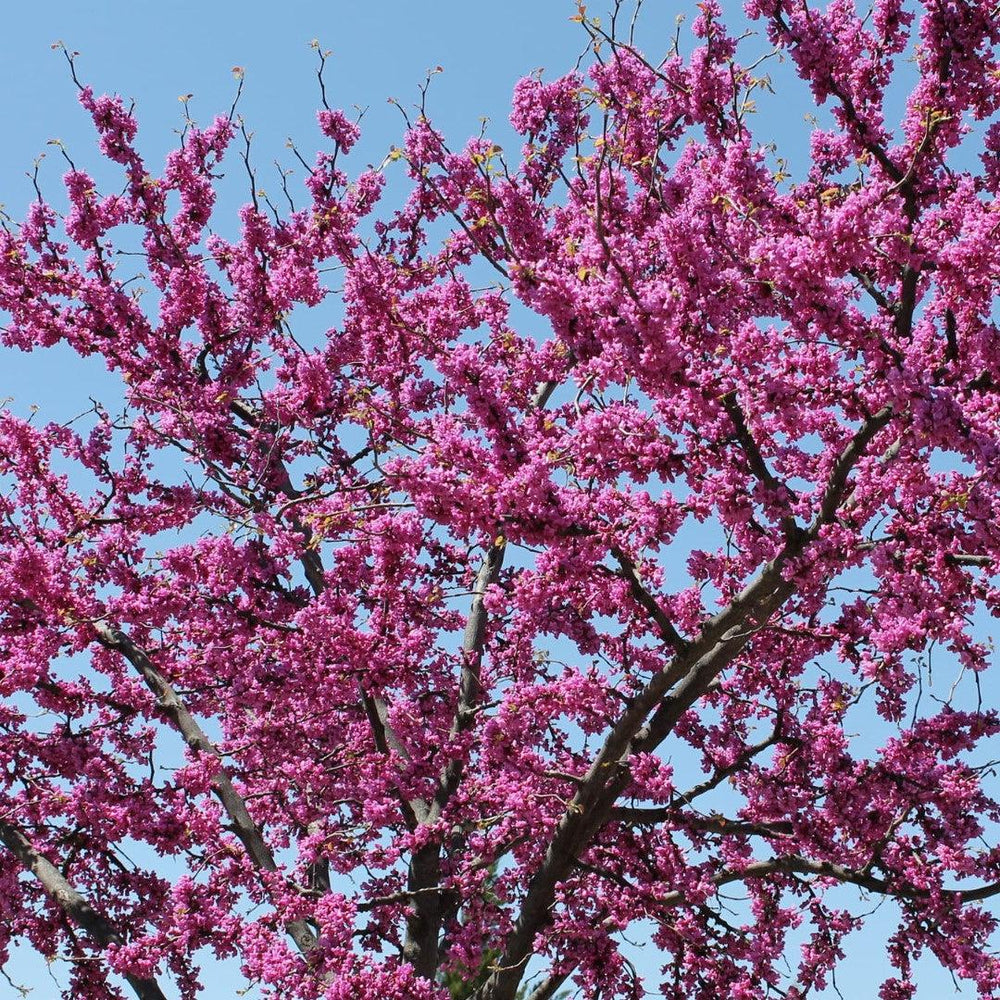 Cercis canadensis 'Greswan' ~ Burgundy Hearts® Redbud-ServeScape
