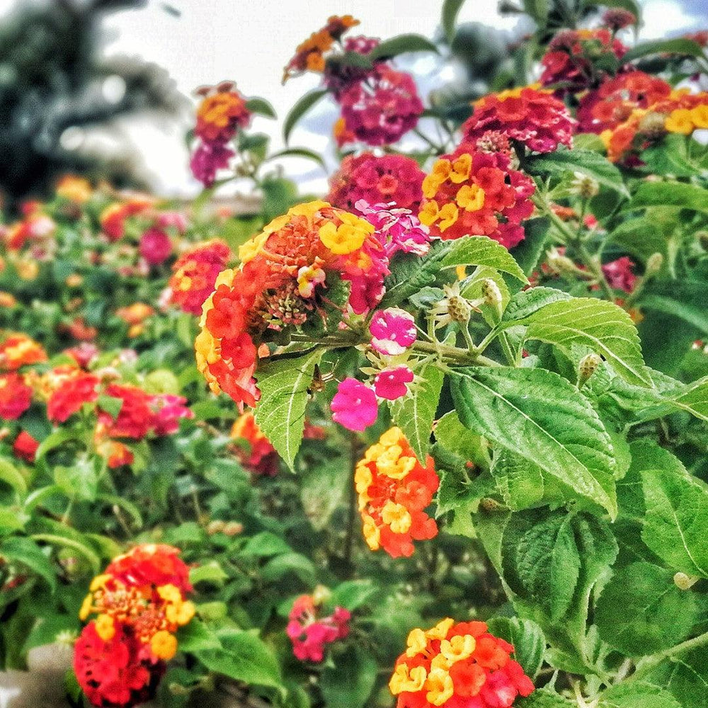 Lantana camara 'Manuel Red' PP25955' ~ Cosmic Firestorm™ Lantana-ServeScape