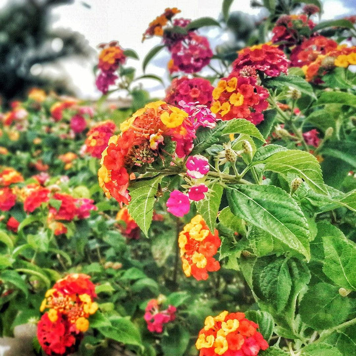 Lantana camara 'Manuel Red' PP25955' ~ Cosmic Firestorm™ Lantana-ServeScape