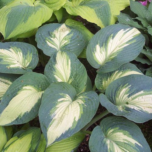Hosta 'Hudson Bay' PP23598 ~ PW® Shadowland® Hudson Bay Hosta-ServeScape