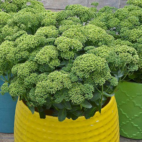Sedum 'Lemonjade’ ~ Rock 'N Grow® Lemonjade Stonecrop-ServeScape