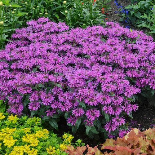 Monarda 'Leading Lady Plum' PP26,447 ~ PW® Leading Lady Plum Bee Balm-ServeScape