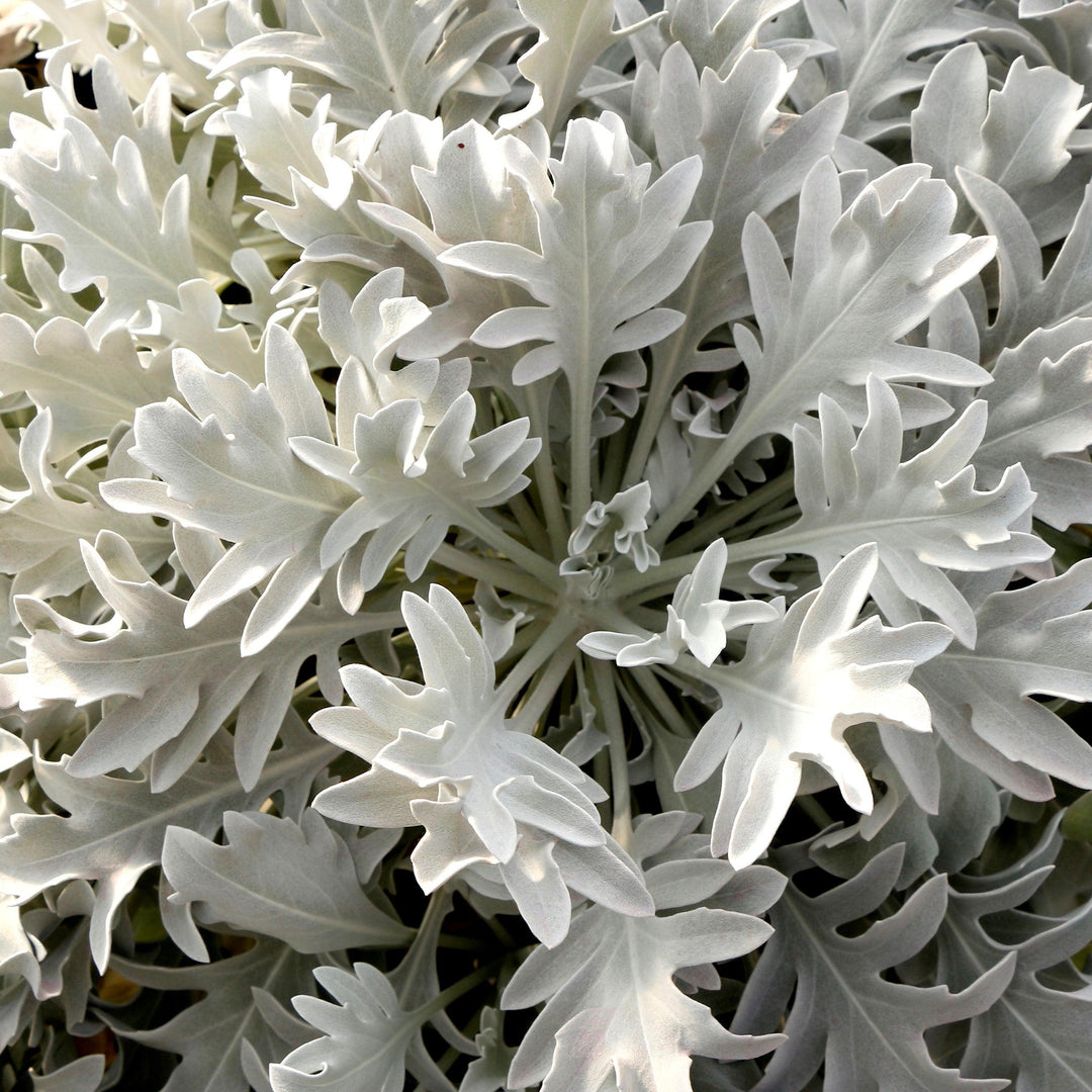 Senecio cineraria 'Snowy Owl' ~ Monrovia® Snowy Owl Dusty Miller-ServeScape