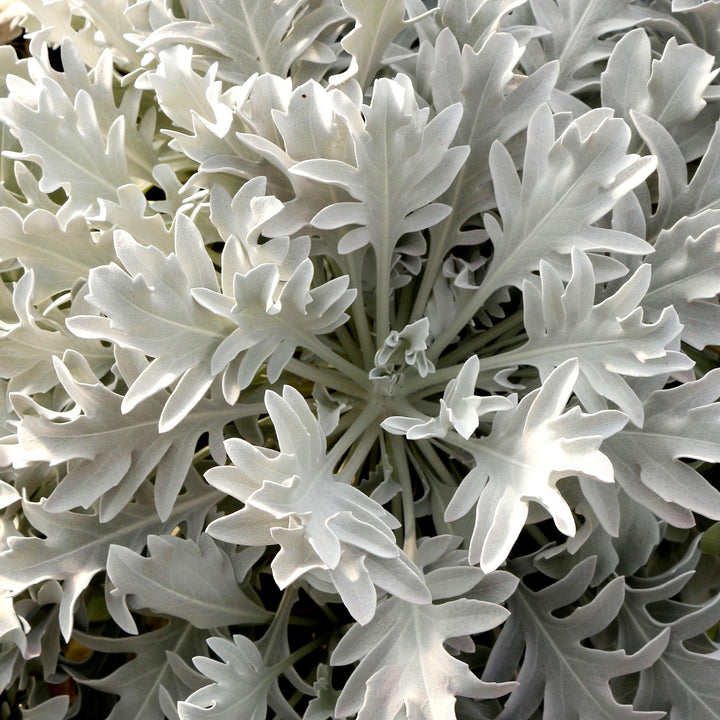Senecio cineraria 'Snowy Owl' ~ Monrovia® Snowy Owl Dusty Miller-ServeScape