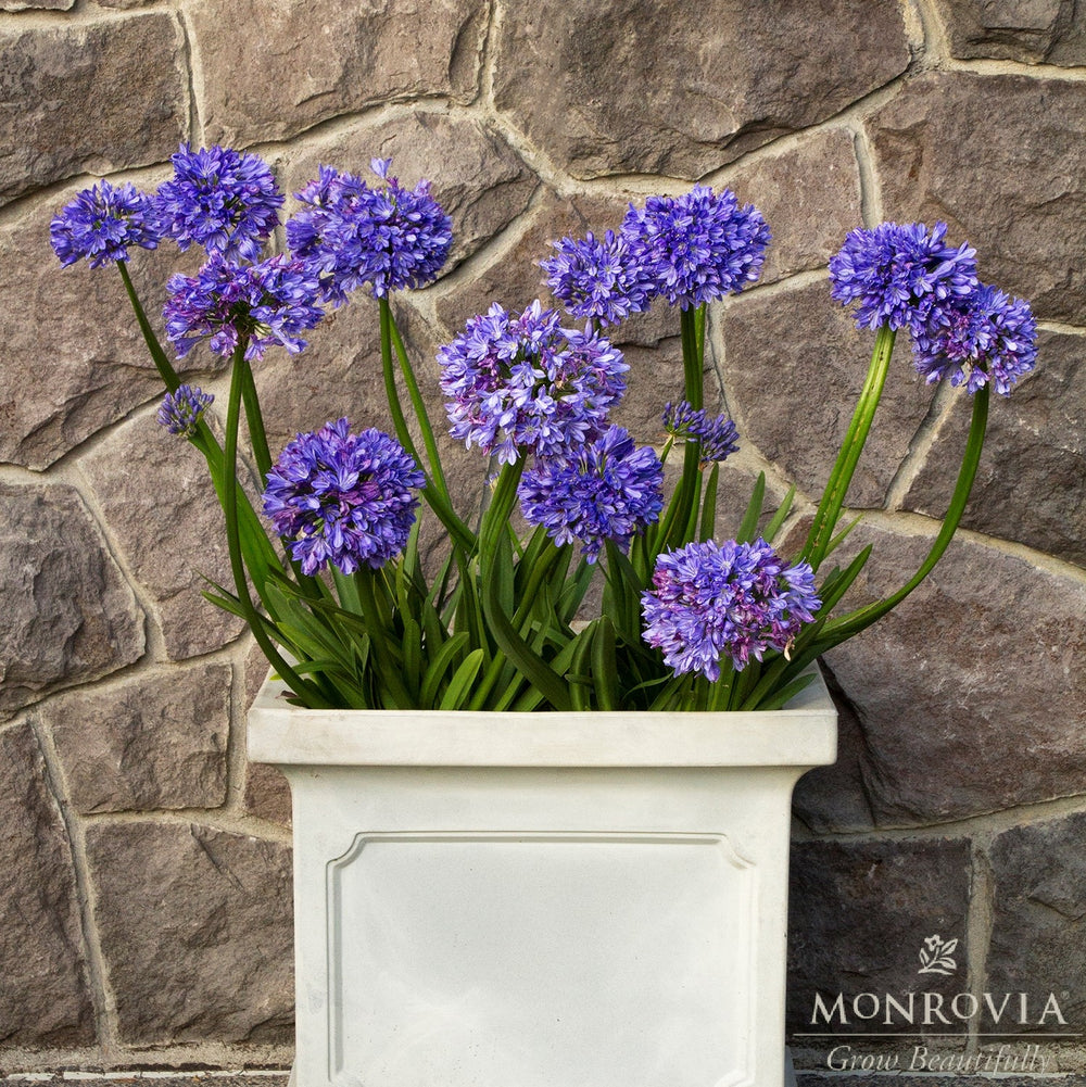 Agapanthus 'Monmid' ~ Monrovia® Midknight Blue® Agapanthus-ServeScape