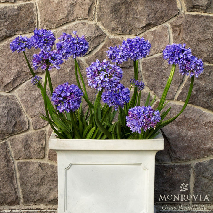Agapanthus 'Monmid' ~ Monrovia® Midknight Blue® Agapanthus-ServeScape