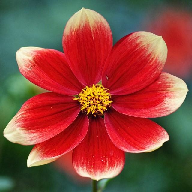 Dahlia hybrida 'HDBic34' PP #28,257 ~ Monrovia® Happy Days™ Orange Red Bicolor Dahlia-ServeScape