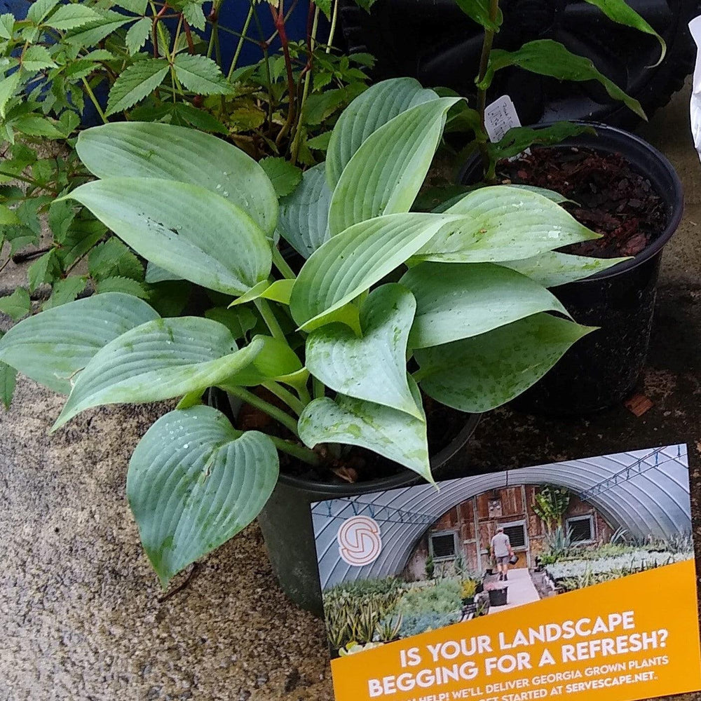 Hosta 'Fragrant Blue' ~ Monrovia® Fragrant Blue Hosta-ServeScape