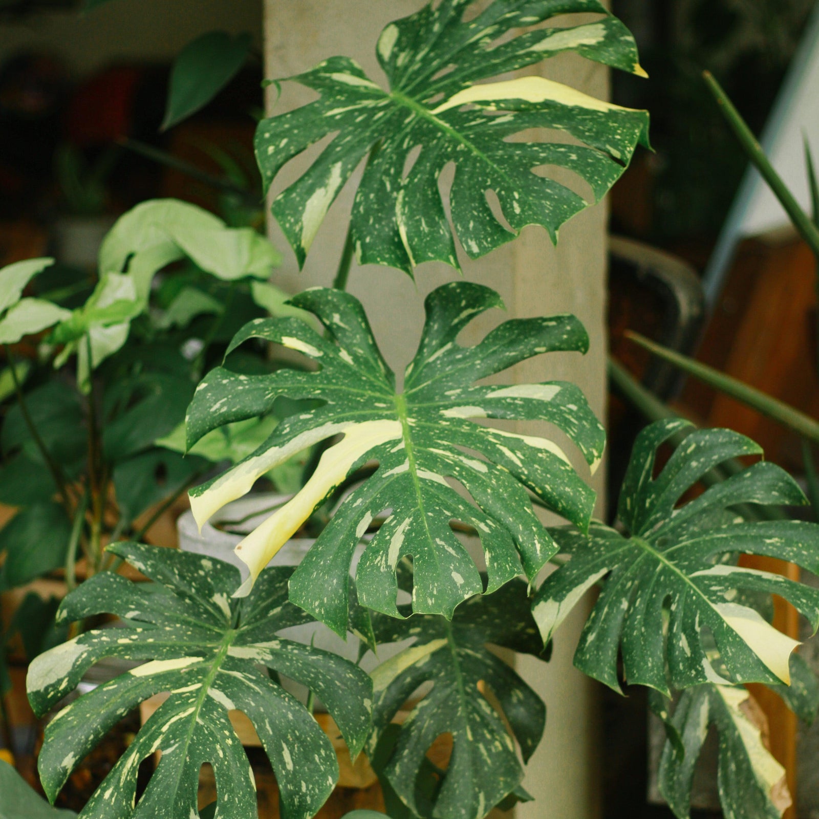 Monstera deliciosa 'Thai Constellation' ~ Monrovia® Thai Constellation Monstera-ServeScape
