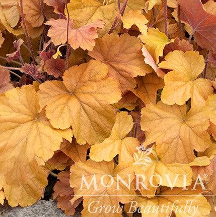 Heuchera x 'TNHEUNEA' PP #29,397 ~ Monrovia® Northern Exposure™ Amber Heuchera-ServeScape