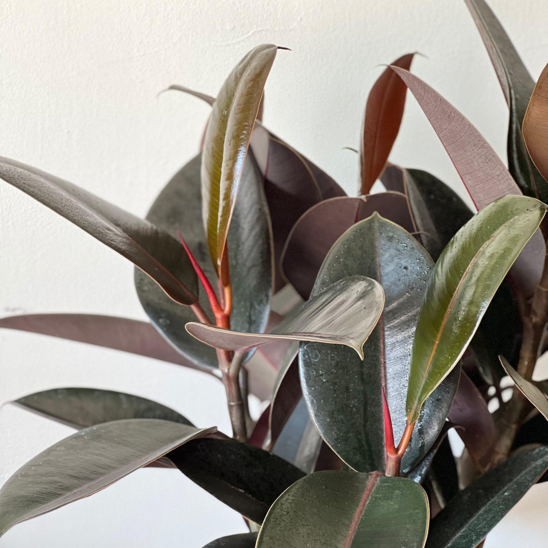 Ficus elastica 'Burgundy' ~ Monrovia® Burgundy Rubber Plant-ServeScape