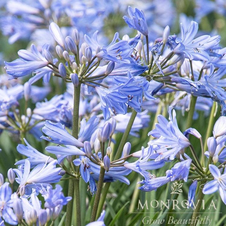 Agapanthus 'Benfran' ~ Monrovia® Baby Pete™ Lily of the Nile, Agapanthus-ServeScape