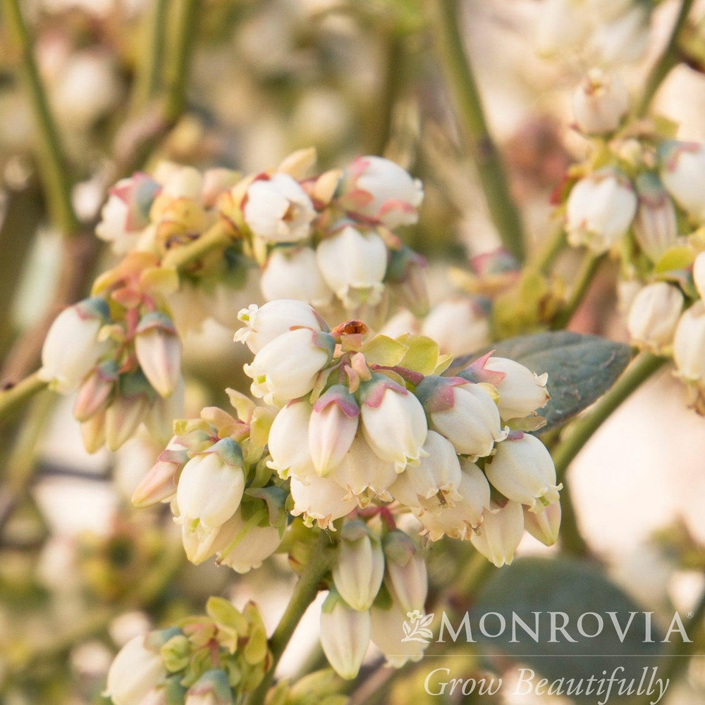 Vaccinium corymbosum 'FLX-2' PP #19,381 ~ Monrovia® Bountiful Blue® Blueberry-ServeScape