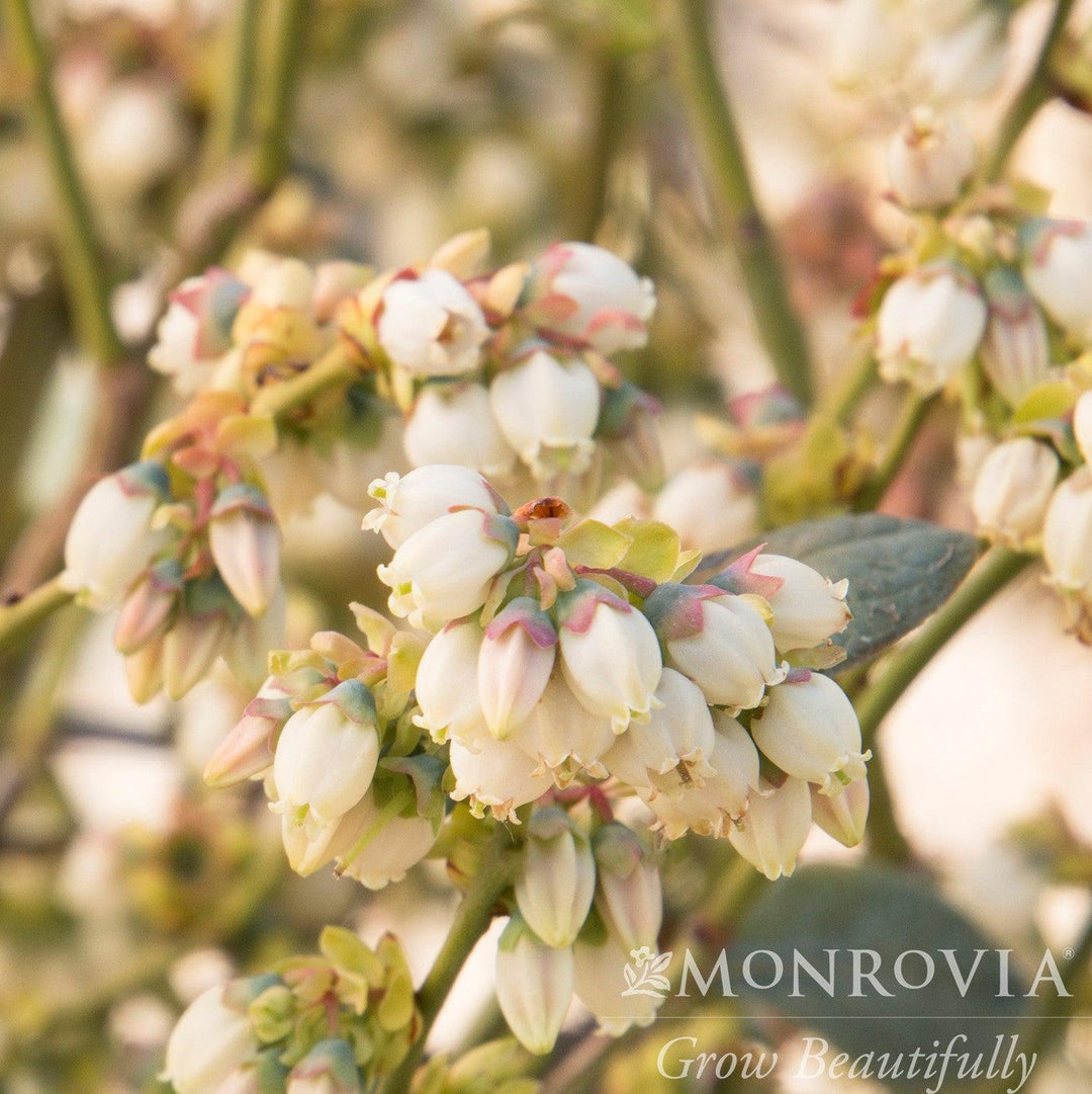 Vaccinium corymbosum 'FLX-2' PP #19,381 ~ Monrovia® Bountiful Blue® Blueberry-ServeScape