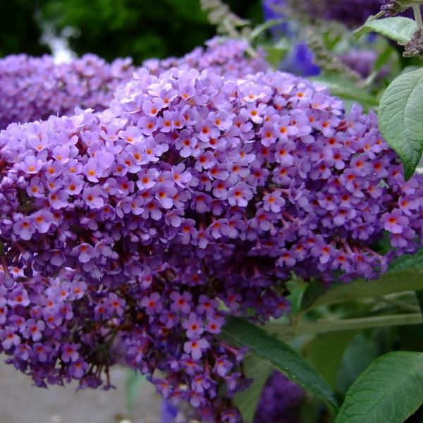 Buddleja x 'Bostulu' PP #25,708’ ~ Monrovia® True Blue Butterfly Bush-ServeScape