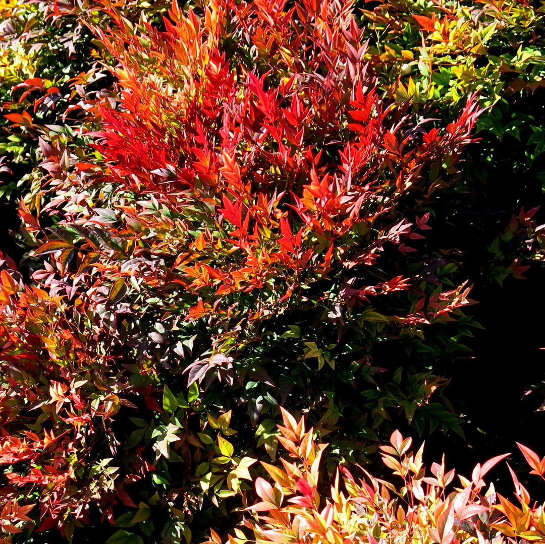 Nandina domestica 'Tuscan Flame' PP21,940 ~ Monrovia® Tuscan Flame Heavenly Bamboo-ServeScape