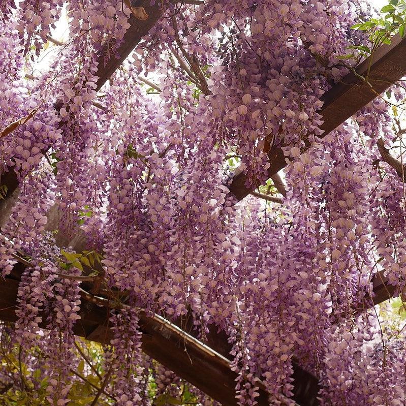 Wisteria brachybotrys 'Shiro-Beni' ~ Monrovia® Shiro Beni Silky Wisteria-ServeScape