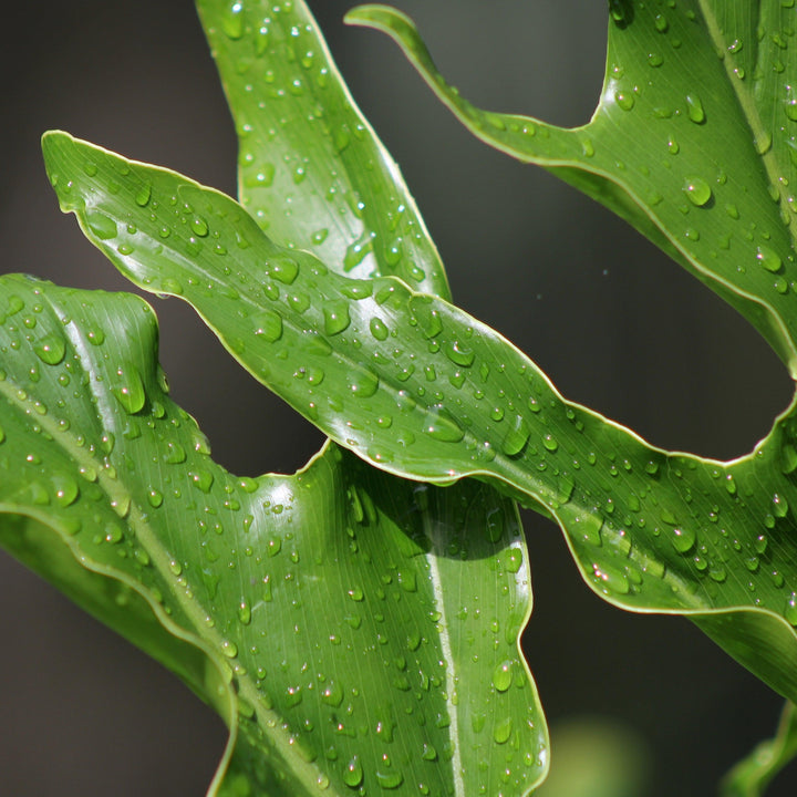 Philodendron 'Lickity Split' ~ Monrovia® Lickity Split Philodendron-ServeScape