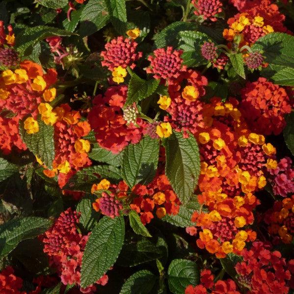 Lantana camara 'Fiesta Picante' ~ Monrovia® Fiesta™ Picante Lantana-ServeScape