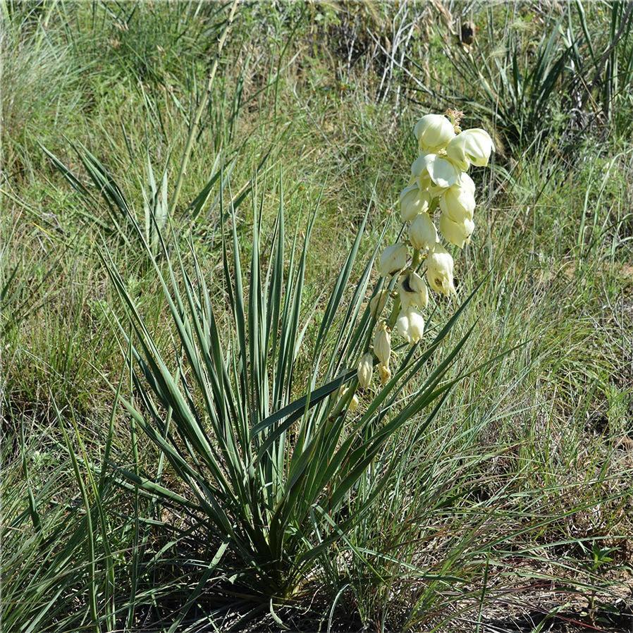 Yucca glauca ~ Soapweed Yucca-ServeScape