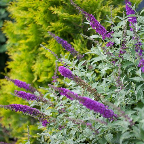 Buddleja x 'Miss Violet' PP #28,448 ~ Monrovia® Miss Violet Butterfly Bush-ServeScape