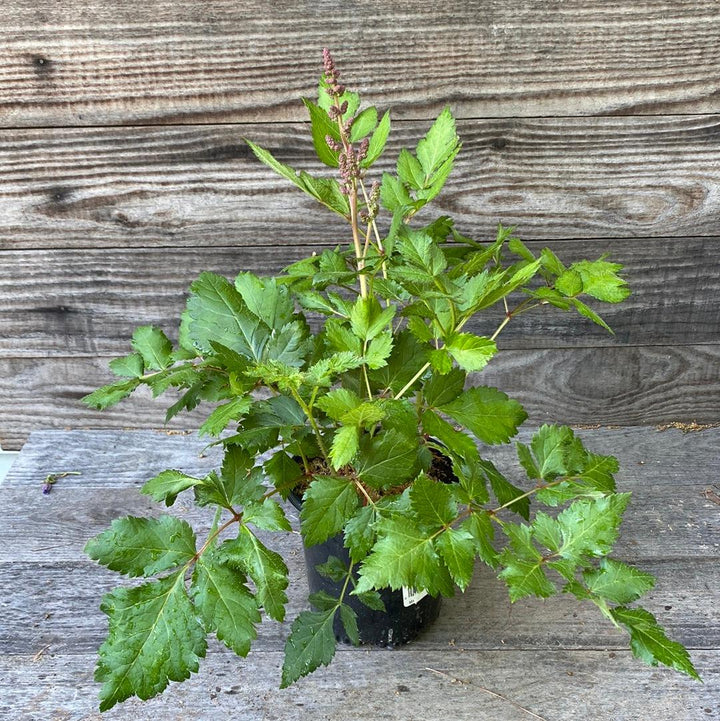 Astilbe chinensis 'Visions' ~ Monrovia® Visions Chinese Astilbe, False Goat's Beard-ServeScape