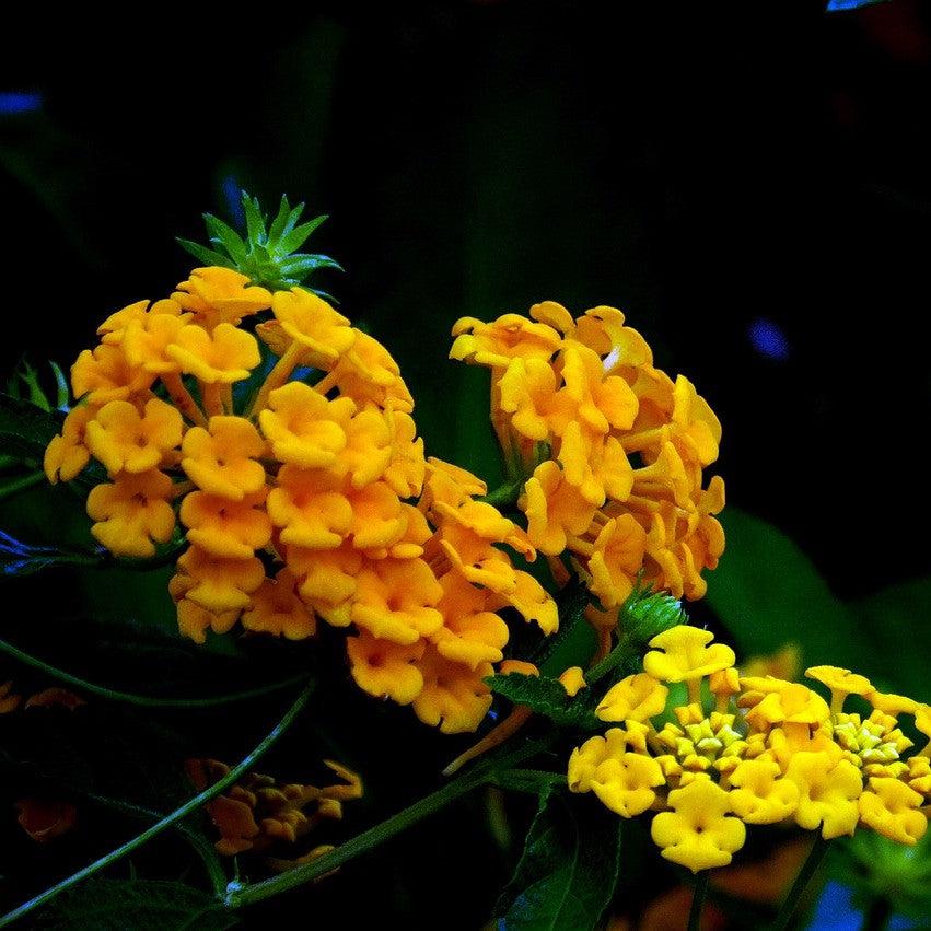 Lantana 'PII-LC1' ~ Monrovia® Casablanca® Lantana-ServeScape