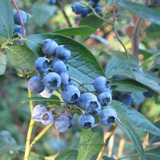 Vaccinium corymbosum ZF06-051' PP29,437 ~ Monrovia® Bountiful™ Delight Blueberry-ServeScape