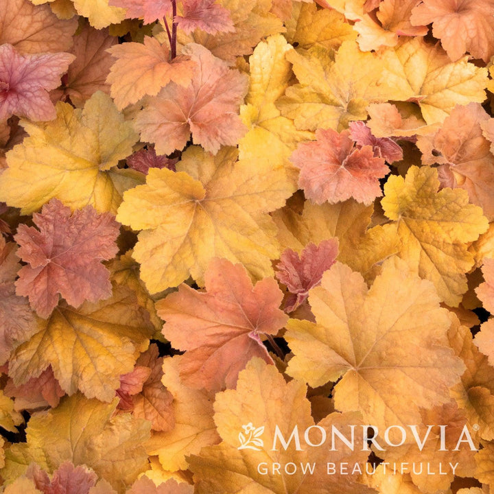 Heuchera 'Southern Comfort' ~ Monrovia® Southern Comfort Coral Bells, Heuchera-ServeScape