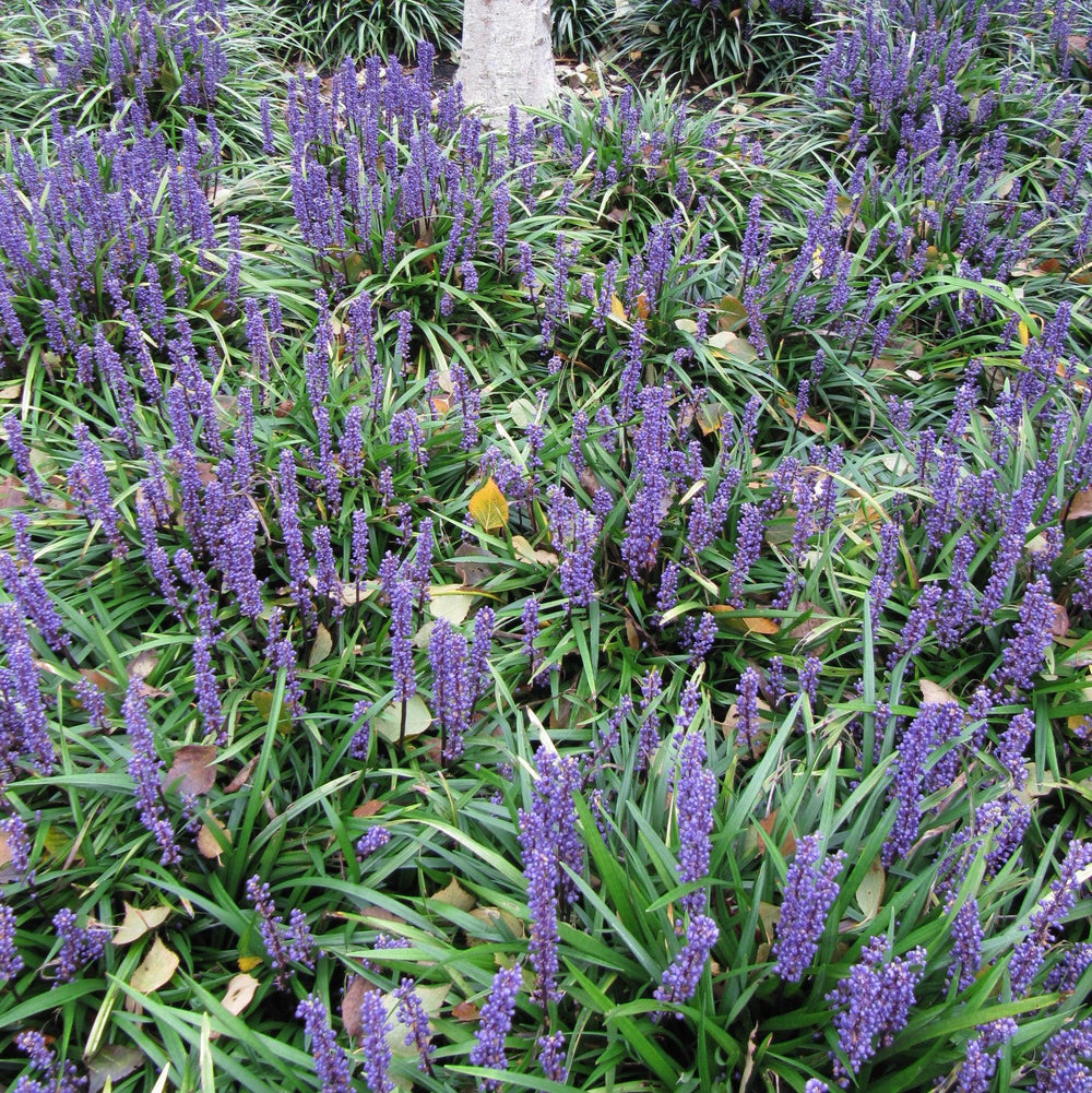 Liriope muscari 'EXC 051' PP #21,352 ~ Monrovia® Purple Explosion™ Lily Turf-ServeScape