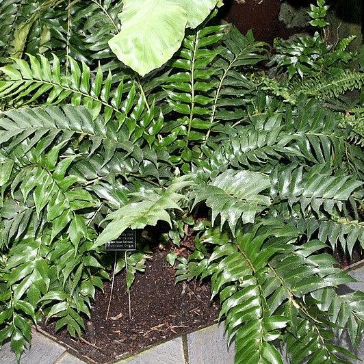 Cyrtomium falcatum 'Rochfordianum' ~ Monrovia® Rochford's Holly Fern-ServeScape