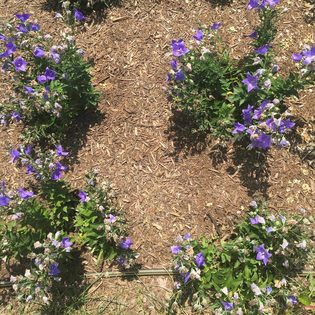 Platycodon grandiflorus 'Twinkle Blue' ~ Monrovia® Twinkle™ Blue Balloon Flower-ServeScape