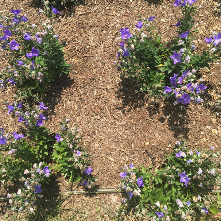 Platycodon grandiflorus 'Twinkle Blue' ~ Monrovia® Twinkle™ Blue Balloon Flower-ServeScape