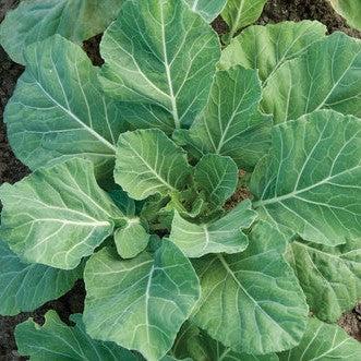 Collards Mix Pack-ServeScape
