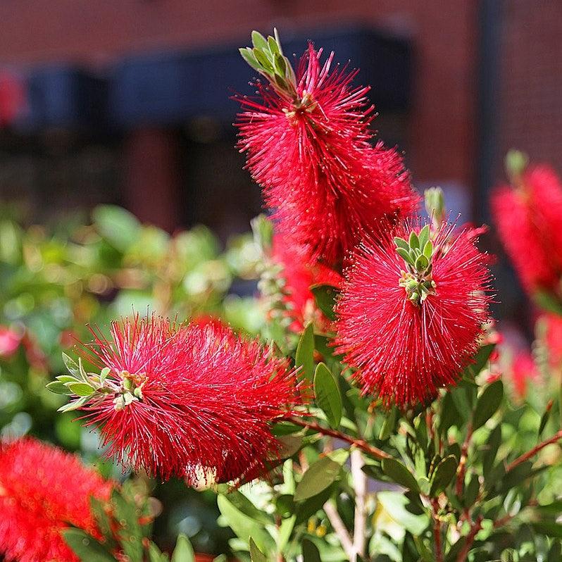 Callistemon 'Semmes Hardy' ~ Semmes Hardy Bottlebrush-ServeScape