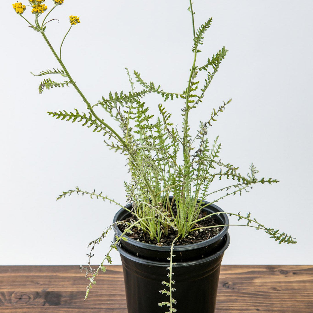 Achillea x 'Coronation Gold' ~ Coronation Gold Yarrow-ServeScape