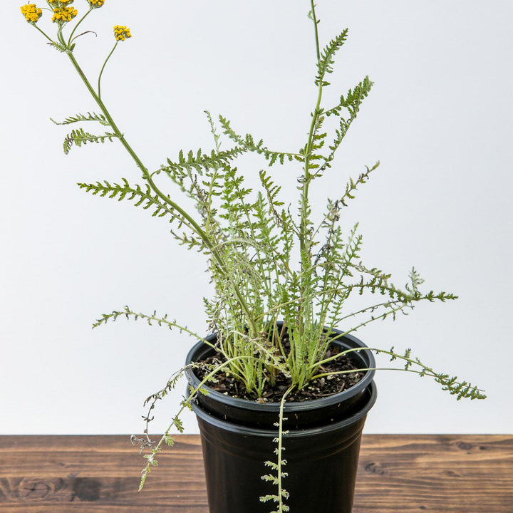 Achillea x 'Coronation Gold' ~ Coronation Gold Yarrow-ServeScape