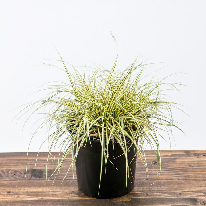 Carex oshimensis 'Evergold' ~ Evergold Variegated Sedge-ServeScape