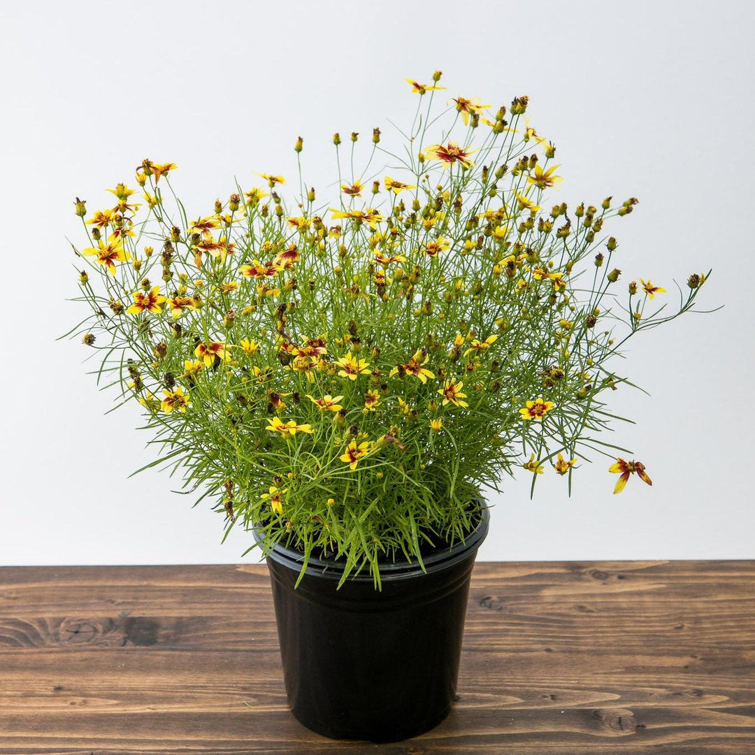 Coreopsis verticillata 'Route 66' ~ Cruizin™ Route 66 Coreopsis-ServeScape