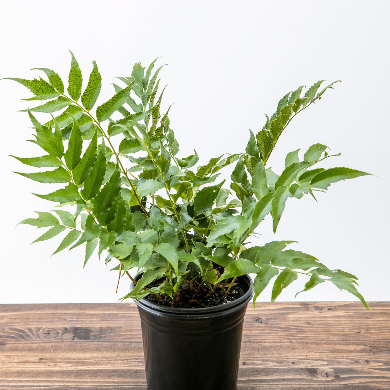japanese holly fern indoor plant Japanese Holly Fern