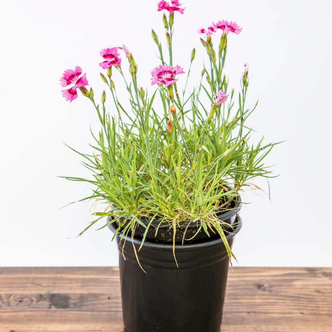 Dianthus plumarius 'Itsaul Pink' ~ ItsSaul Pink Dianthus-ServeScape