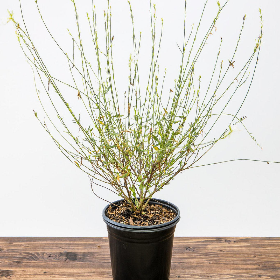 Gaura 'So White' ~ So White Gaura-ServeScape