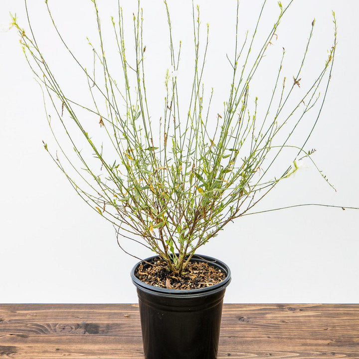 Gaura 'So White' ~ So White Gaura-ServeScape