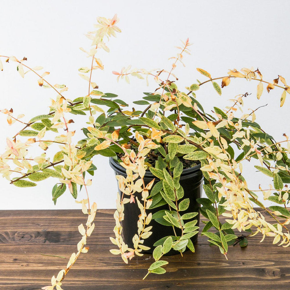 Hypericum patulum 'Stardust' ~ Stardust Hypericum, Bushy St. John's Wort-ServeScape