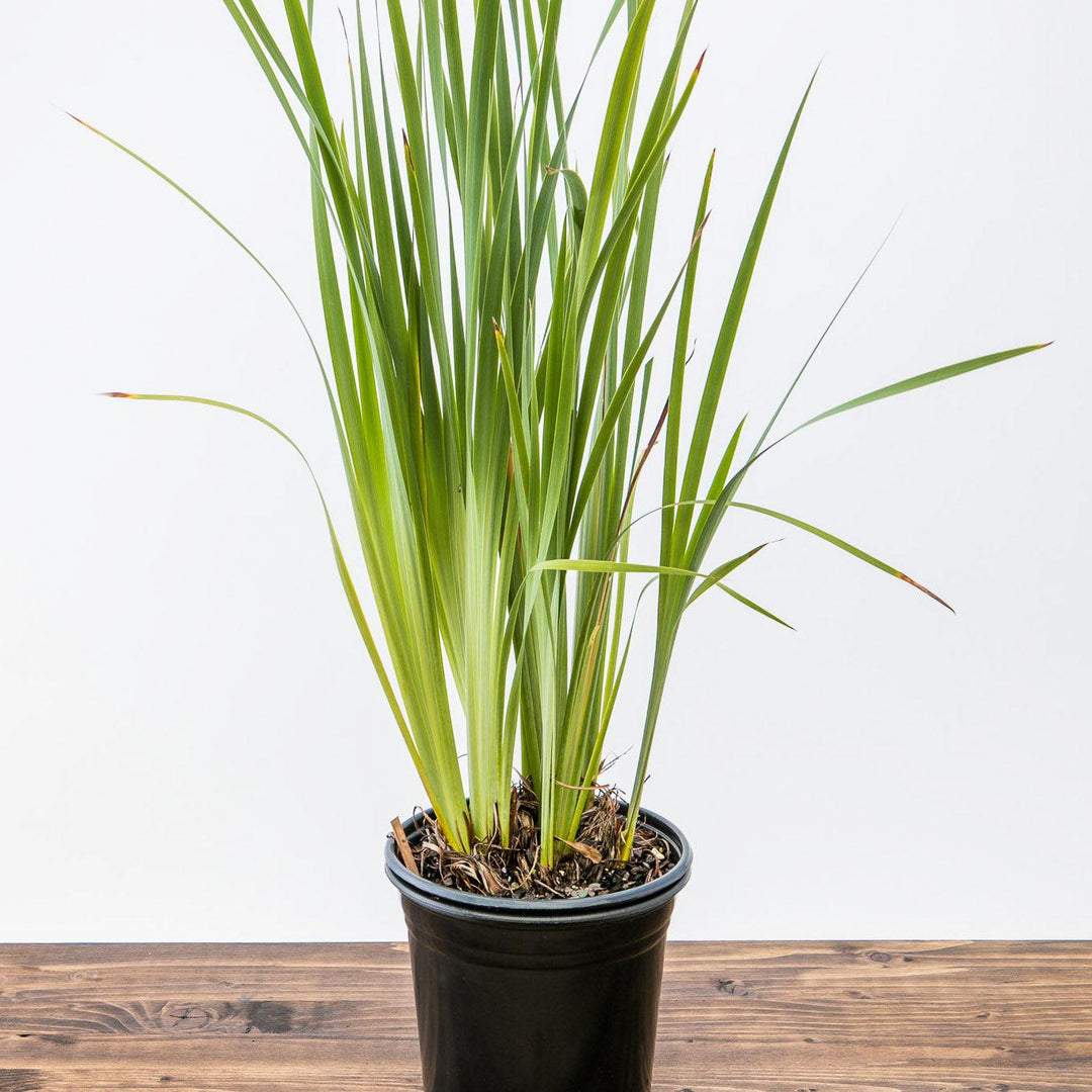 Iris sibirica Caesar's Brother ~ 'Caesar's Brother' Siberian Iris-ServeScape