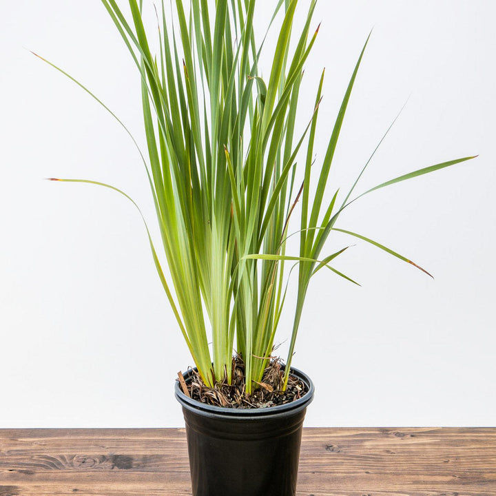 Iris sibirica Caesar's Brother ~ 'Caesar's Brother' Siberian Iris-ServeScape