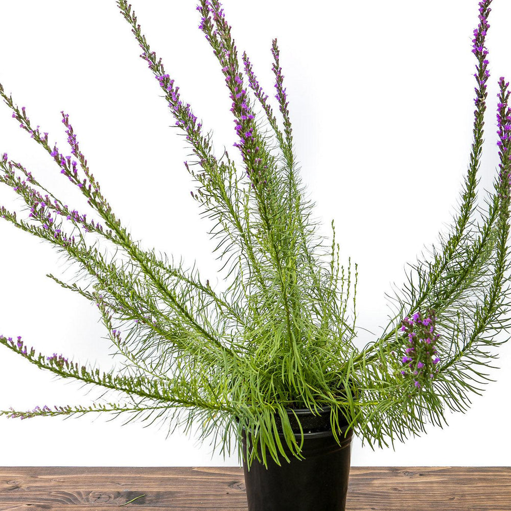 Liatris microcephala ~ Dwarf Blazing Star-ServeScape